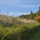 용소웰빙공원 이미지