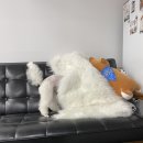익산보떼