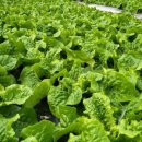 진열농장 이미지