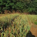 무안수퍼 이미지