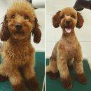 더 도그맘 이미지