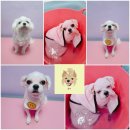 웃개살롱 이미지