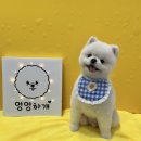 솜솜 애견미용 이미지