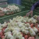 대성부화장 이미지