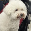 인생멍컷 이미지