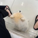 아이유동물메디컬센터 | 의정부 24시동물병원 응급진료 &#39;아이유동물병원&#39; 방문후기