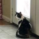 멍이와 냥이 이미지