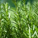 로즈마리 이미지