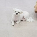 그루밍조이 이미지