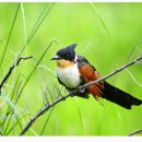 안흥초신진분교 이미지