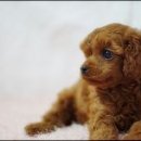 토이#