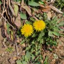 까치꽃 반찬 이미지