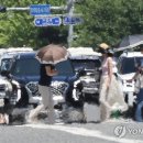 아지랑이 이미지