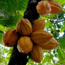 카카오(cacao) 이미지