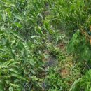 라파 팜 이미지