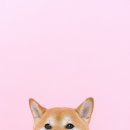 이누(Inu)