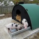 돼지농장 이미지