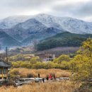 The 산수유 이미지