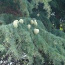 ['숲사봉'의 나무 이바구] 24. 개잎갈나무 이미지