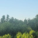 양화공원/ 한강의 푸른 물결 그리고 숲 이미지