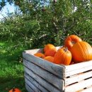 일건농장 이미지