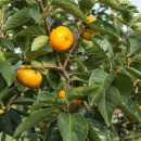 맛있어요 이미지