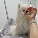 올래퍼피 네이버블로그
