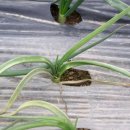 경북농업기술원 영양고추시험장 | 채소, 주간농사정보 제18호 (2025. 5. 12 ~ 5. 18)