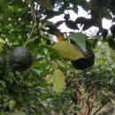 창선농장 이미지