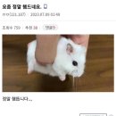 이불코디 | 11월30일 데일리코디 | 수원역 두바이 초코 붕어빵 후기