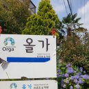 올가리조트 이미지