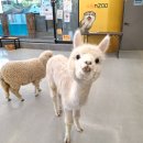 방앤피그 | 수원 아이랑 가볼만한곳 수원 실내동물원 수달앤쥬