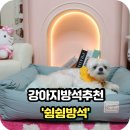 어떤쉼 | 강아지 방석추천 쉼쉼방석 실제 사용 후기 총정리