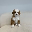 블리독수유점 고양이강아지분양 말티푸 미니비숑 포메라니안 | 매력있는 부산강아지분양 헬스독 애견입양 말티푸들포메라니안미니비숑 부산 강아지분양