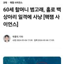 60세 할머니 범고래 혼자 백상아리 사냥성공 이미지