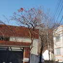 마리 도동마을 이미지