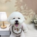 허니모모 애견미용실 | 수원애견미용 고민 끝! 인계동애견미용 추천 ㅣ 우만동애견미용 '펫모모' 특수견도 만족한 수원애견미용실