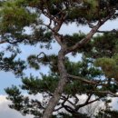 여송지성 이미지