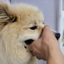 멍뭉워시 이미지