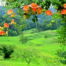 행복하면 이미지