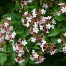 달콤한 나무 이미지