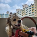 117-금촌2-117 | 가평 계곡 여행 24년도 여름 후기♡ 애견동반 계곡수영 맛집 [항아리바위계곡]