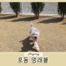 햇빛촌 | 포동 멍래블 , 강아지대관운동장 마당대여 @ 성주 햇빛촌 방문 후기