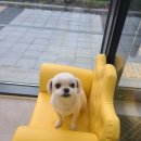 퐁실하개 네이버블로그