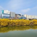 고향의봄길 | 수원이니까, 남문통닭과 고향의 봄길 벚꽃