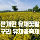 구리 유채꽃축제 만개한 유채꽃밭 개화현황 가는길 주차장 요금 후기
