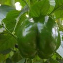 (주)햇살팜 이미지