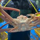 주식회사 대게킹 이미지