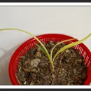 풀잎향기 이미지