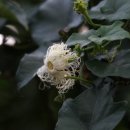하늘타리